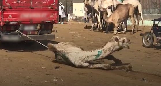 Für ein Foto auf dem traditionellen "Wüstenschiff" in Ägypten, leiden Kamele unvorstellbare Qualen.&nbsp;