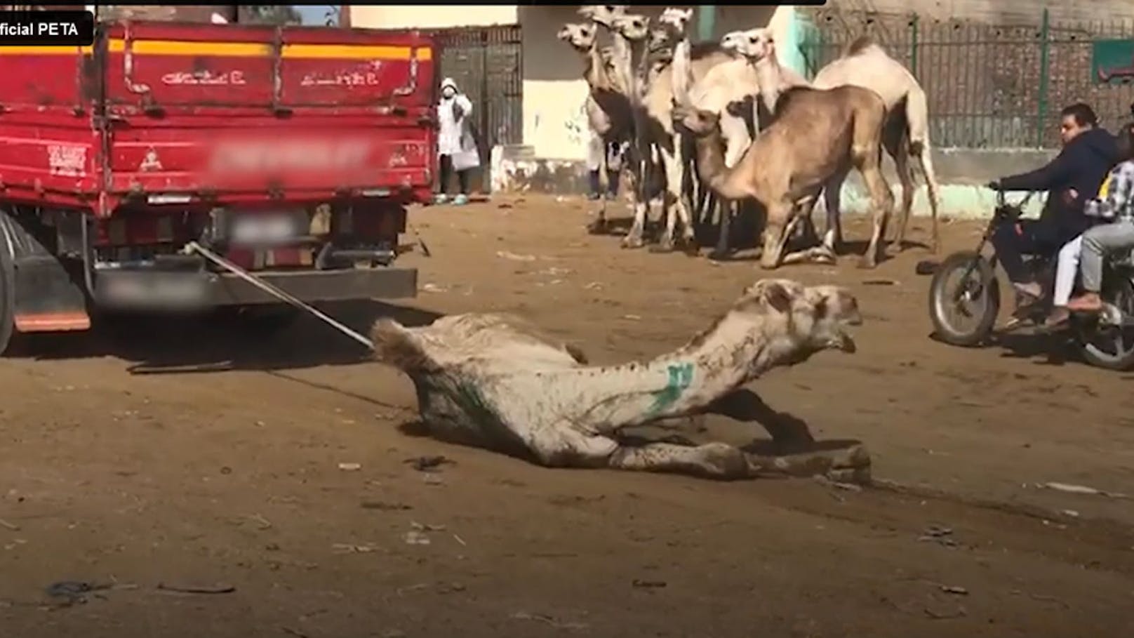 Unfassbare Aufnahmen! Kamele werden furchtbar gequält