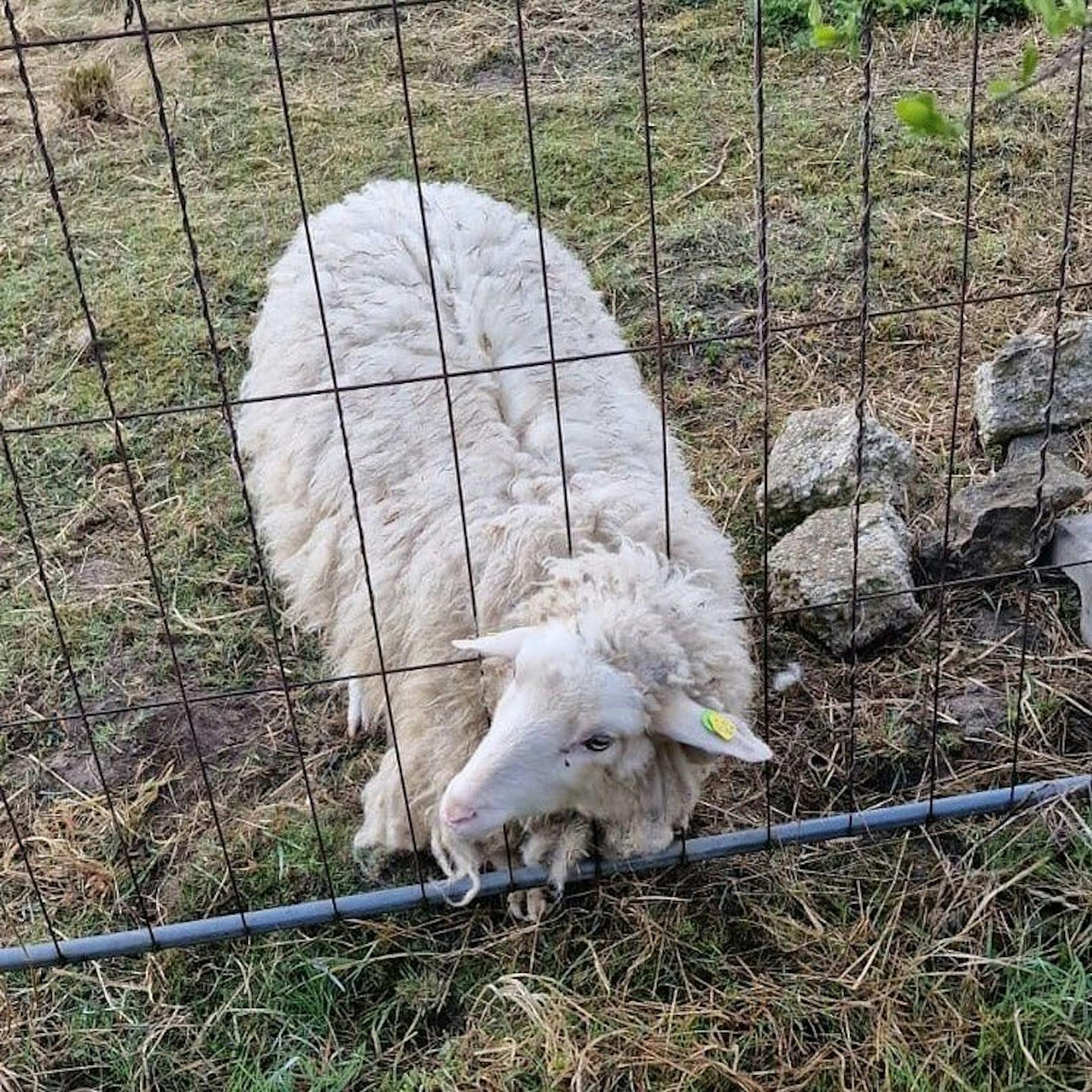 Neugieriges Schaf steckte mit Kopf in Bauzaun fest