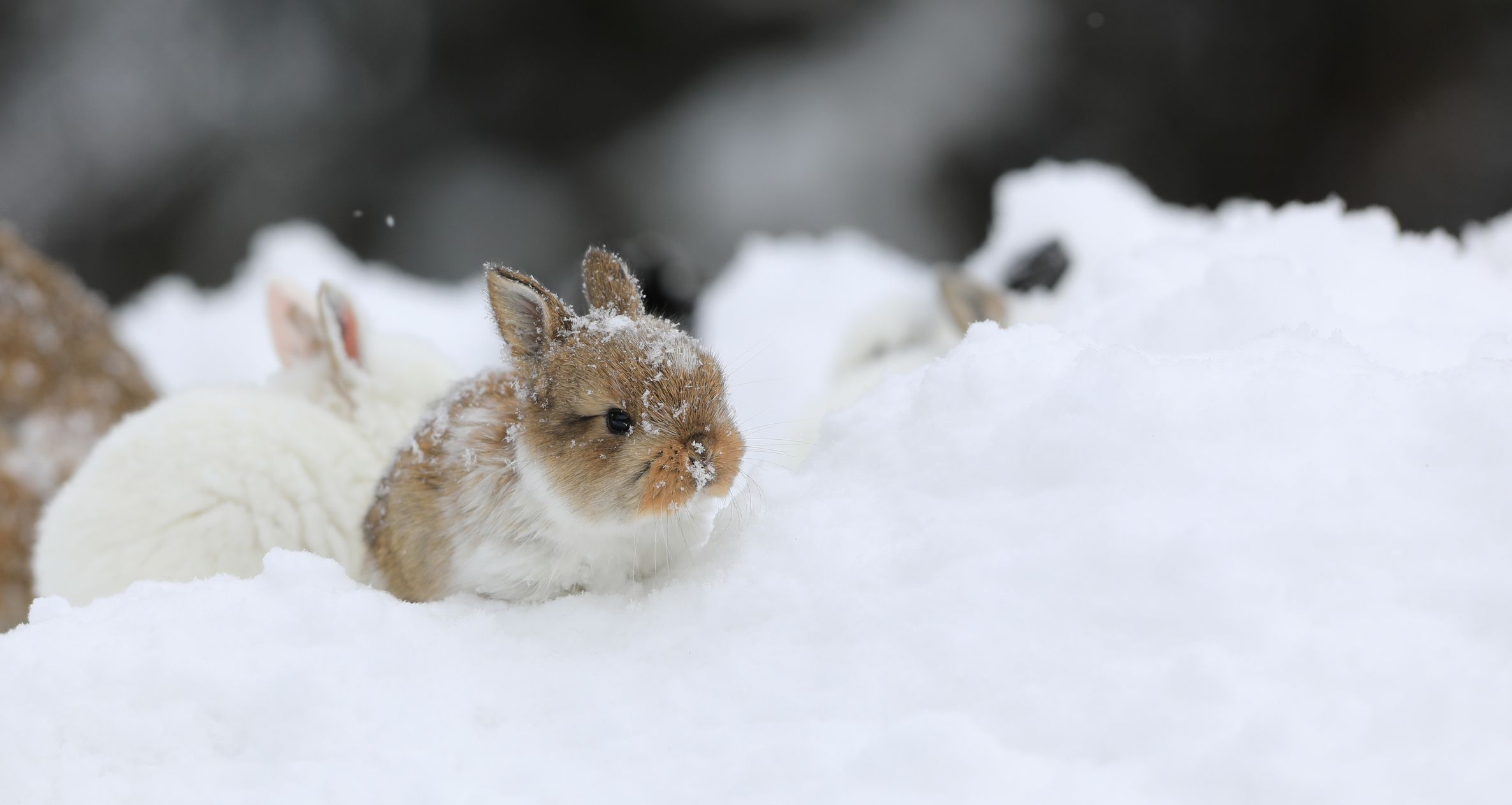 Der Osterhase bekommt es heuer mit Schnee und Frost zu tun. Symbolbild