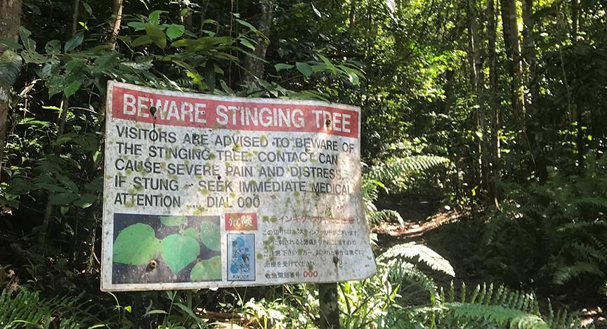 Im australischen Staat Queensland warnen grosse Tafeln davor, der Australischen Brennnessel zu nahe zu kommen.