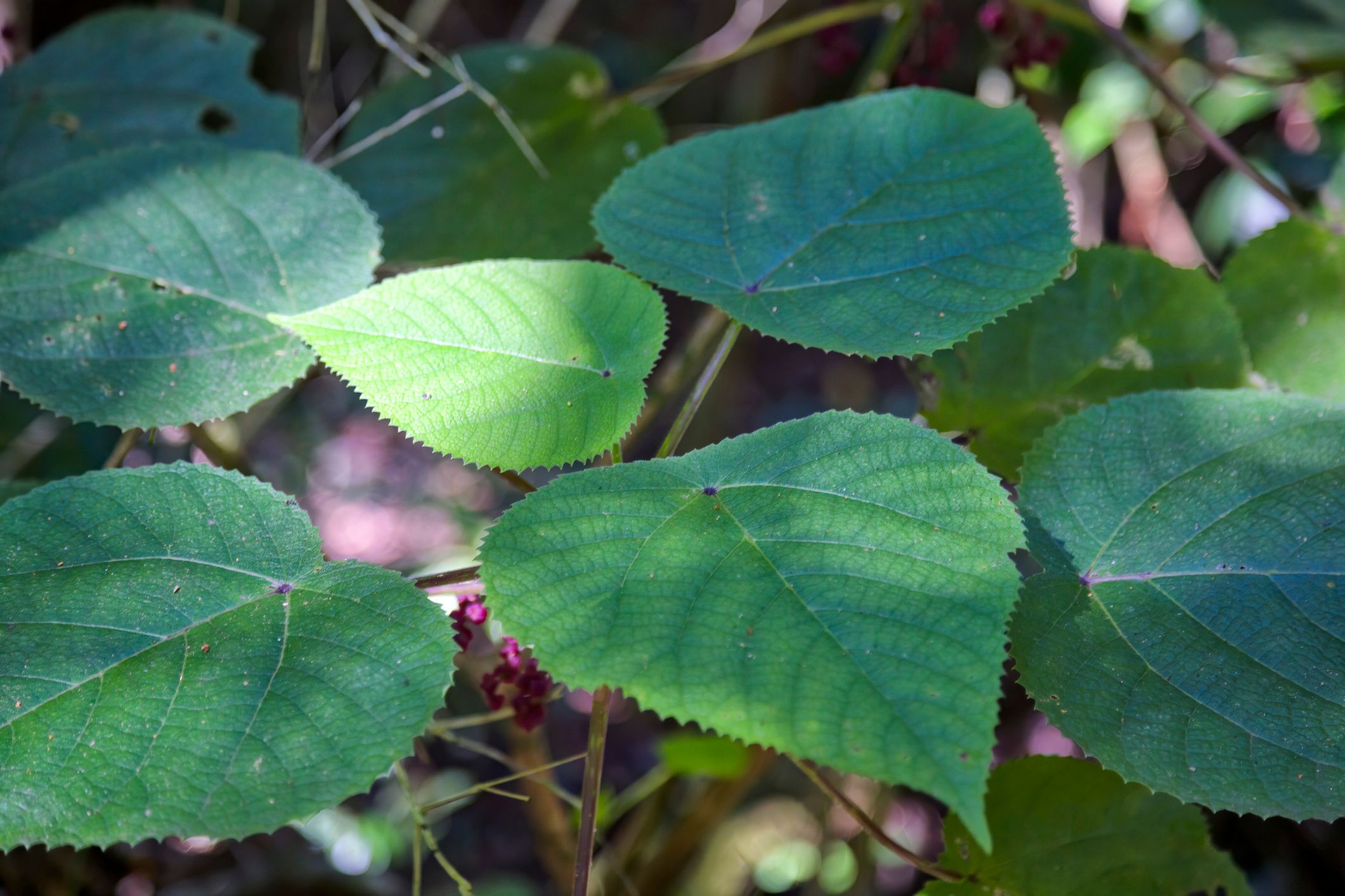 Australische Brennnessel: Diese unscheinbaren Blätter stürzen jeden, der sie berührt, in eine Welt voller Schmerzen: