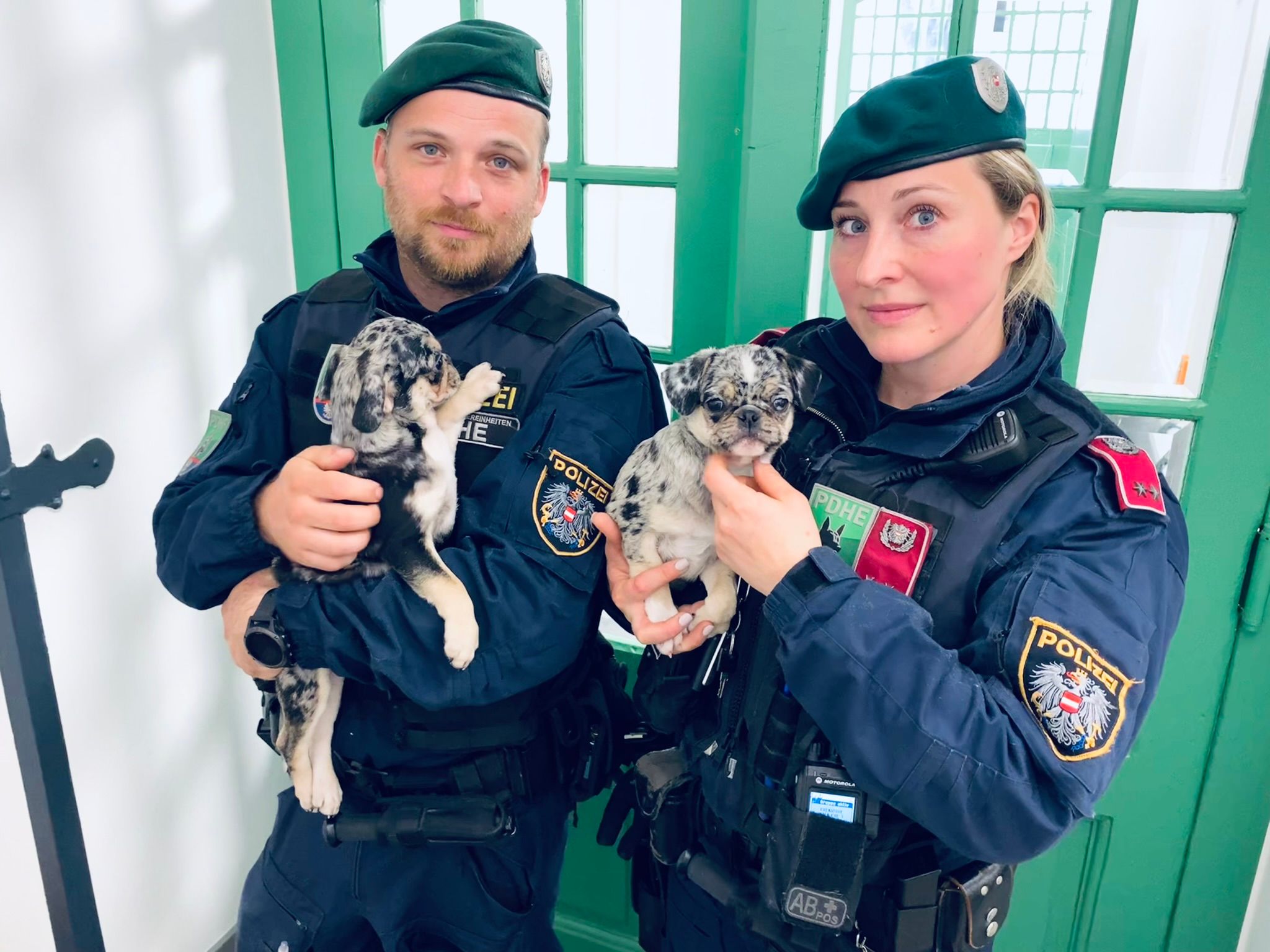 Eine Frau verkaufte Mopswelpen über die Online-Plattform 