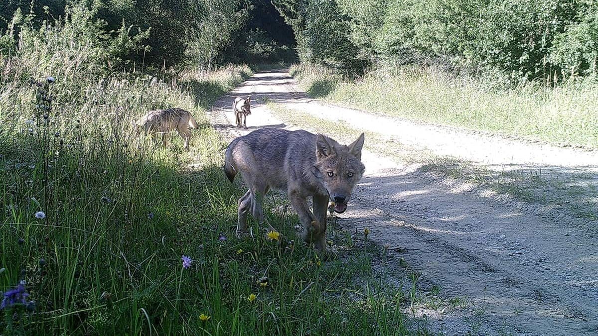 Fotofallenbilder zeigen Jungtiere im Natura 2000-Gebiet am Truppenübungsplatz Allentsteig. Es sind die ersten Wölfe, die seit ihrer Ausrottung vor über 100 Jahren in freier Wildbahn geboren wurden. 