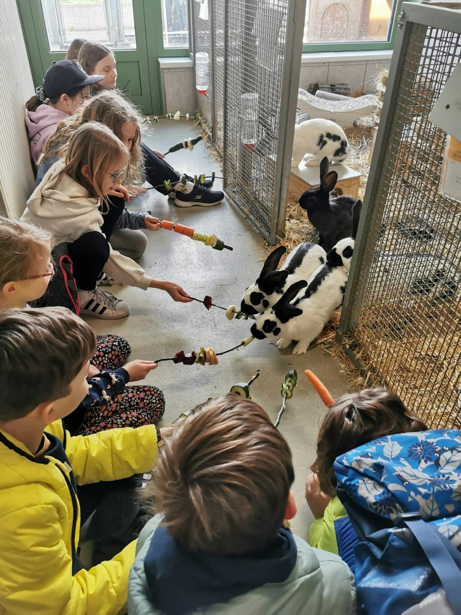 Kinder haben Gemüse- und Obstspieße für die Tiere gebastelt und damit den tierischen Bewohnern des Tierheims Vösendorf eine große Freude bereitet.