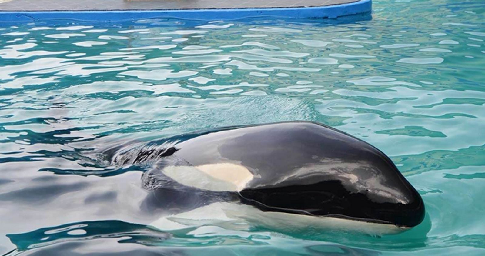 "Lolita" ist mehr als 50 Jahre in Gefangenschaft und mehr als 40 Jahre in Einzelhaft.