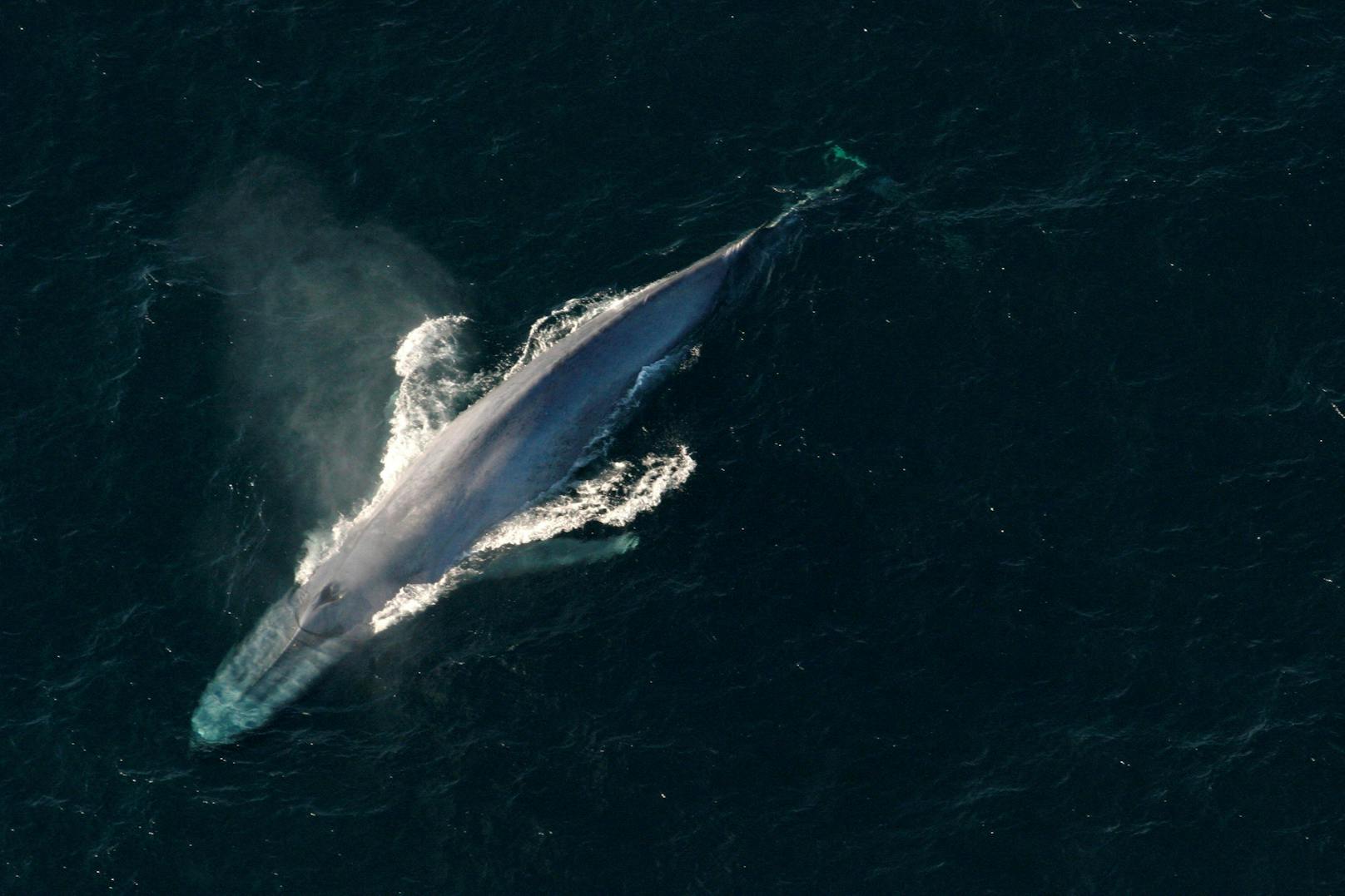 Wal lebt seit Jahren trotz Horror-Verletzung