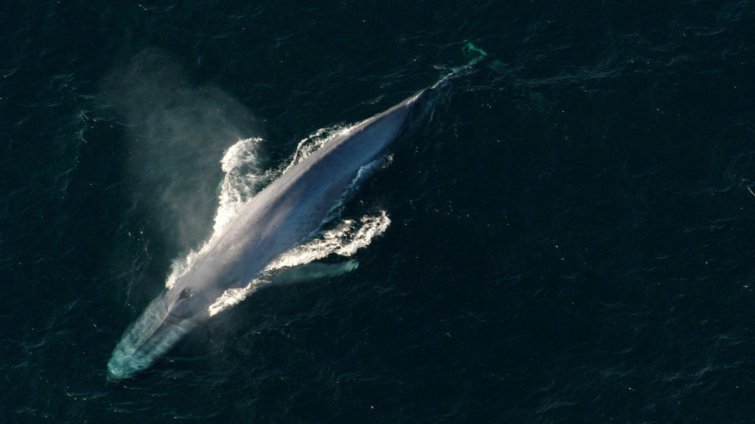 A blue whale surfaces to breathe in an undated picture from the U.S. National Oceanic and Atmospheric Administration (NOAA). NOAA/Handout via Reuters  THIS IMAGE HAS BEEN SUPPLIED BY A THIRD PARTY. IT IS DISTRIBUTED, EXACTLY AS RECEIVED BY REUTERS, AS A SERVICE TO CLIENTS. FOR EDITORIAL USE ONLY. NOT FOR SALE FOR MARKETING OR ADVERTISING CAMPAIGNS/File Photo