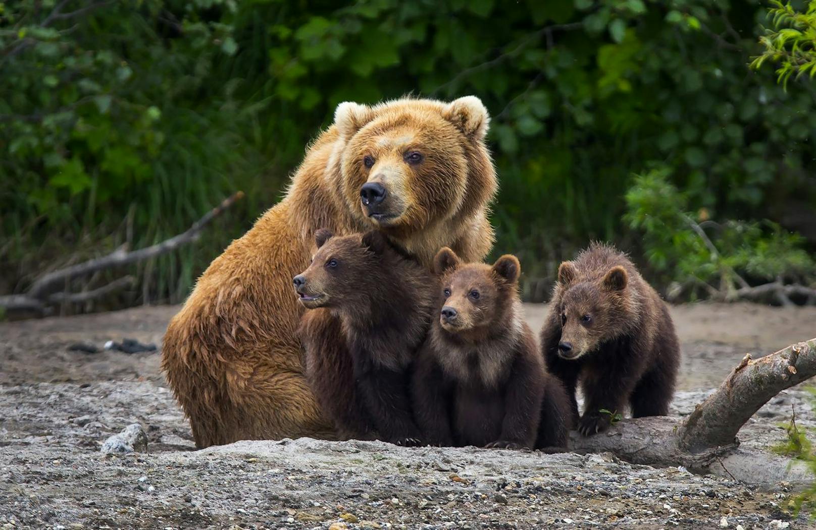 "Peinlich" – Toter Bär kommt nicht aus Österreich