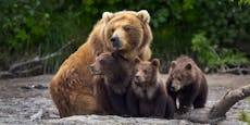 "Peinlich" – Toter Bär kommt nicht aus Österreich