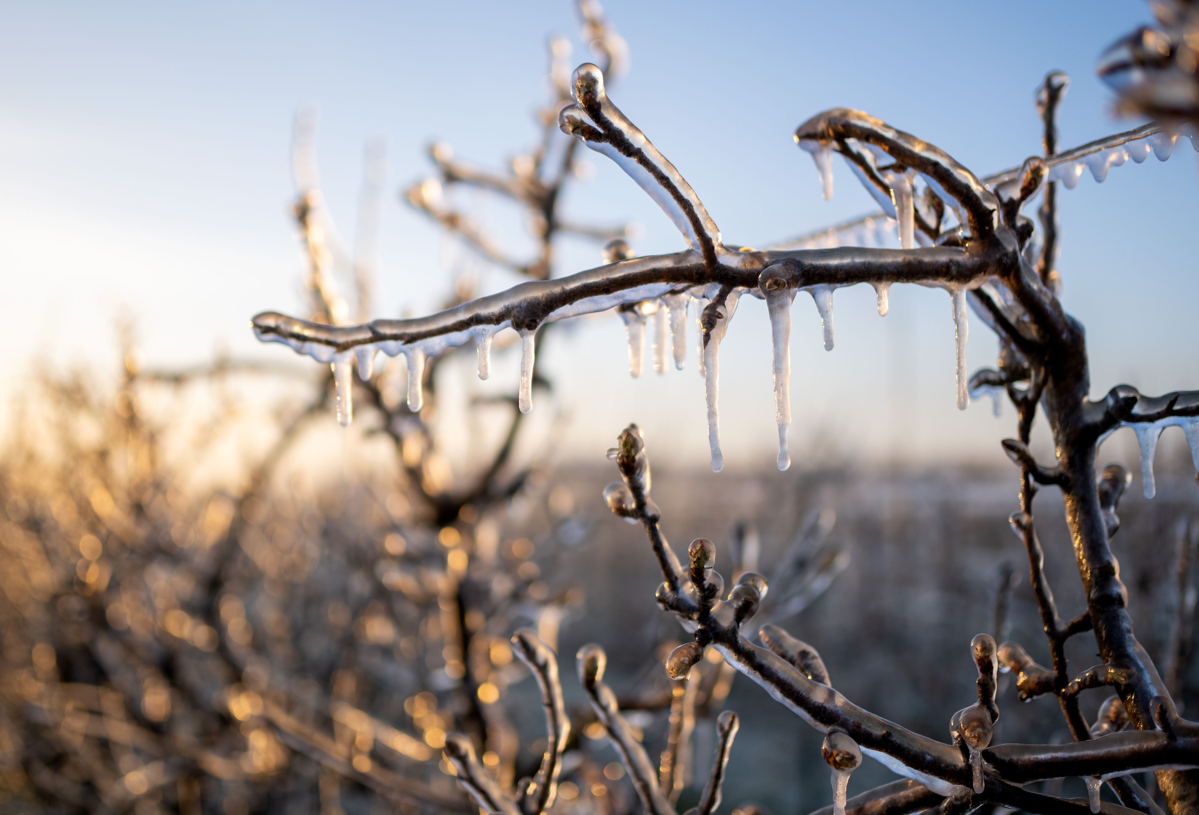 Frostnächte stehen bevor.