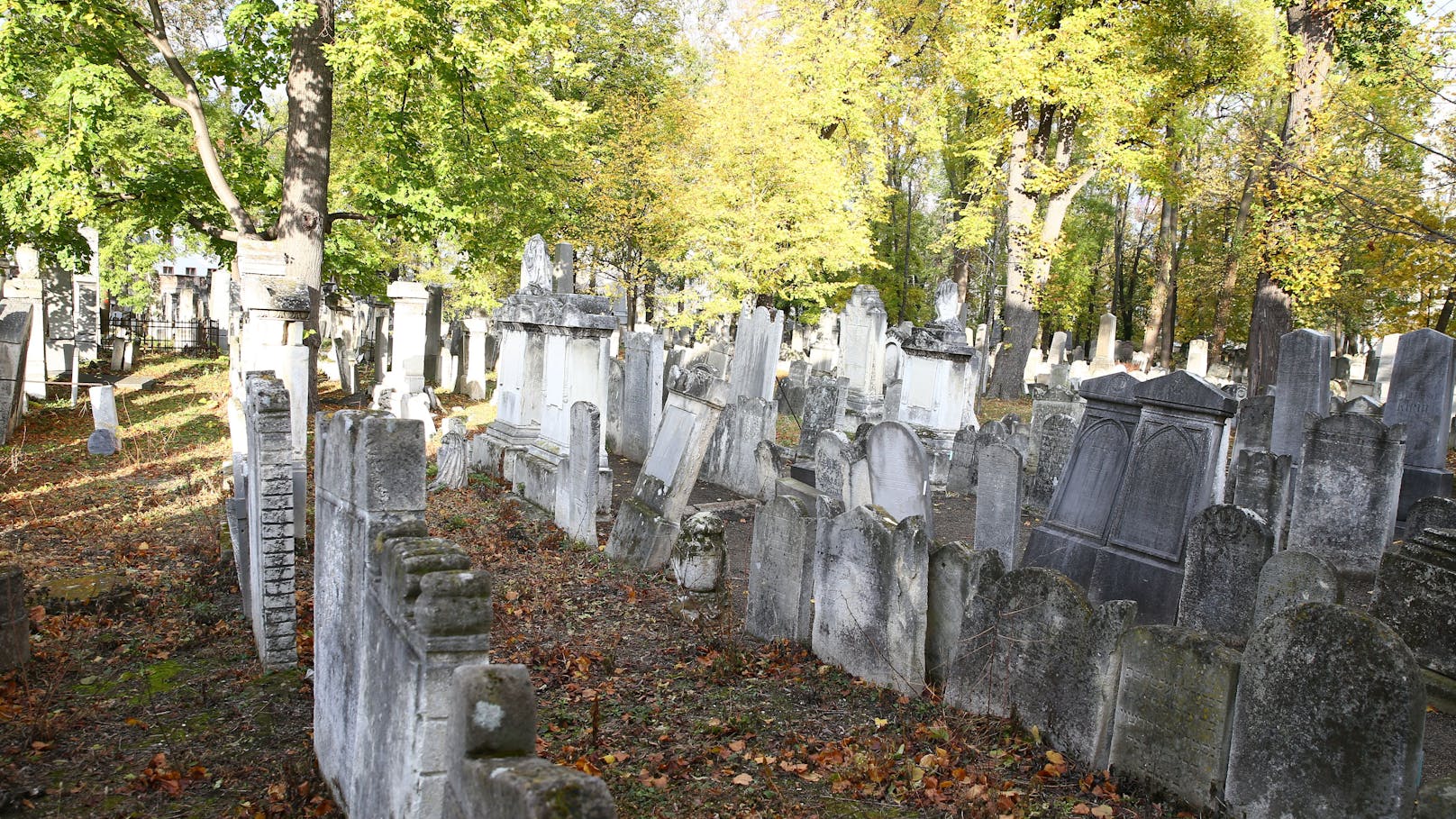 Ungefähr 9.000 Steine stehen auf dem Jüdischen Friedhof Währing. Noch viele weitere interessante Zahlen und Infos kann man bei den Führungen erhalten.