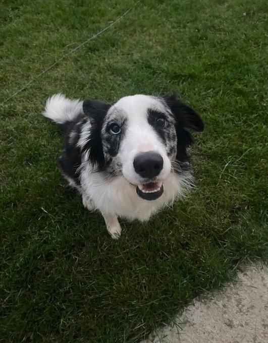 Nach einem Zeckenbiss litt Sassy an einer Blutarmut, die durch die übertragbare Krankheit Babesiose verursacht wurde. Die entsprechende Behandlung zeigte jedoch keine Wirkung und der Zustand der Hündin verschlechterte sich zunehmend.