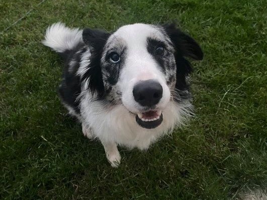 Nach einem Zeckenbiss litt Sassy an einer Blutarmut, die durch die übertragbare Krankheit Babesiose verursacht wurde. Die entsprechende Behandlung zeigte jedoch keine Wirkung und der Zustand der Hündin verschlechterte sich zunehmend.