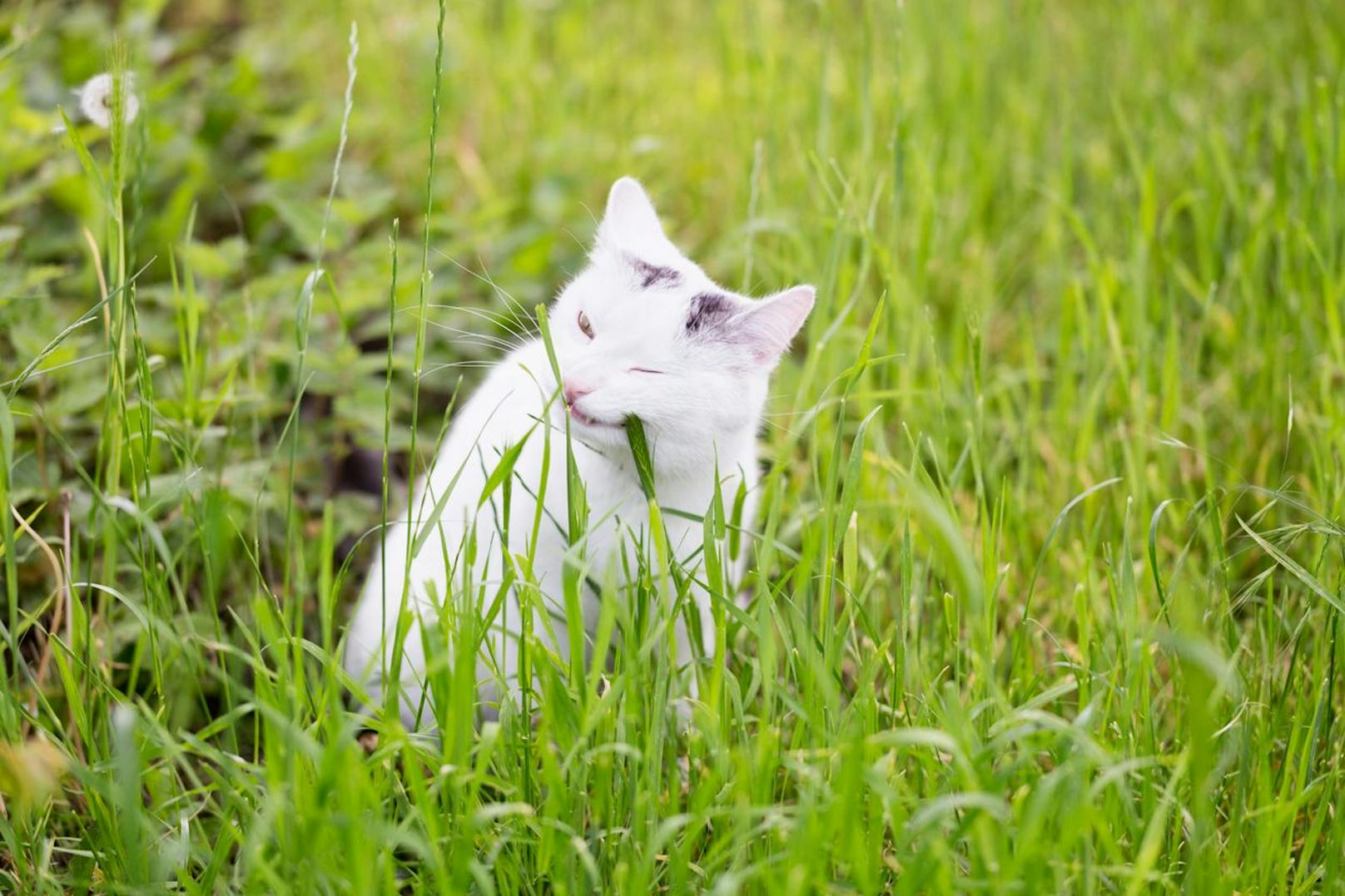 <strong>Fakt 7:</strong> Auch wenn Katzen strikte Fleischfresser sind, brauchen sie manchmal Gras um die Verdauung zu fördern.&nbsp;