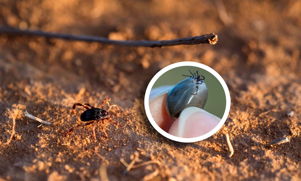 Die afrikanischen Hyalomma-Zecken sind größer, schneller und gefährlicher als heimische Arten