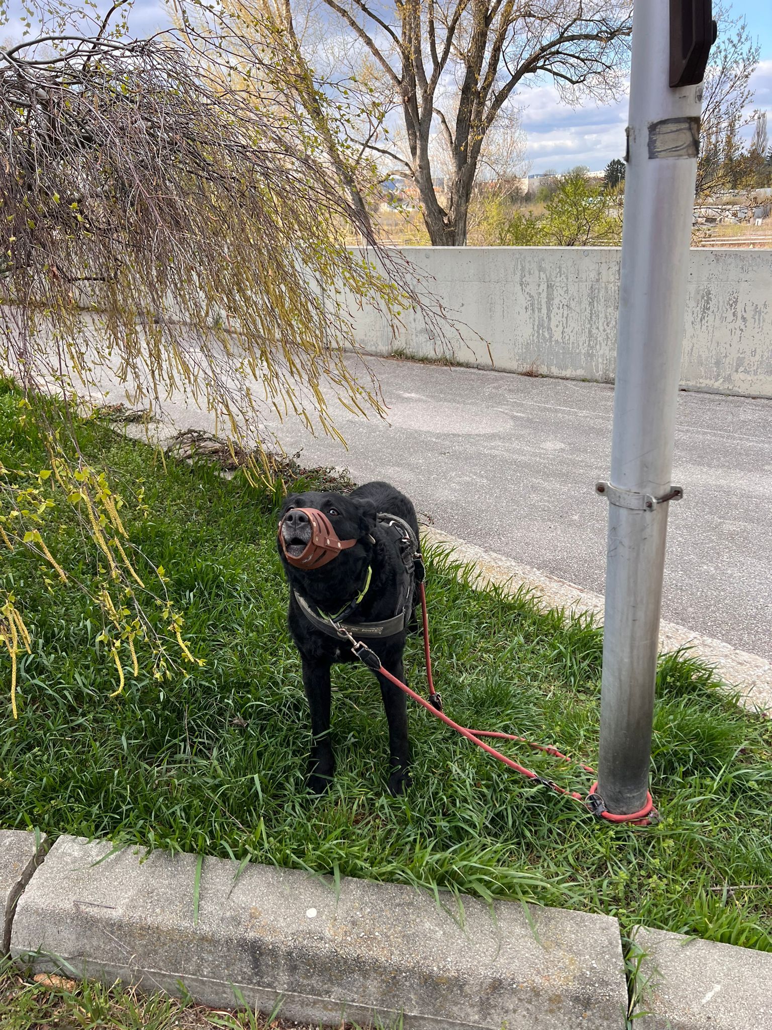 Der schwarze Labrador-Mischling wurde mit Maulschlaufe und Leine am Laternenpfahl direkt vor dem Tierheim angebunden.