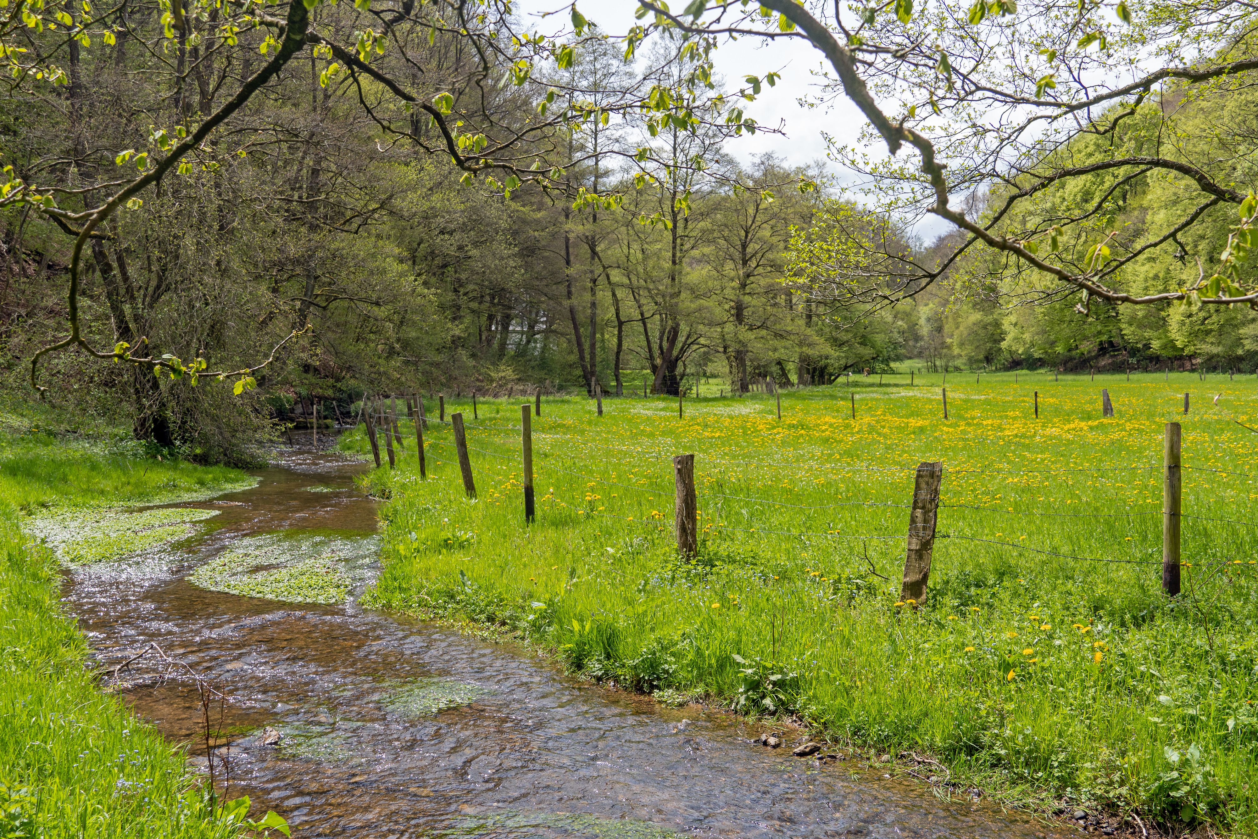 Ein Jäger entdeckte in einem Bach den Tierkadaver. Symbolbild. 