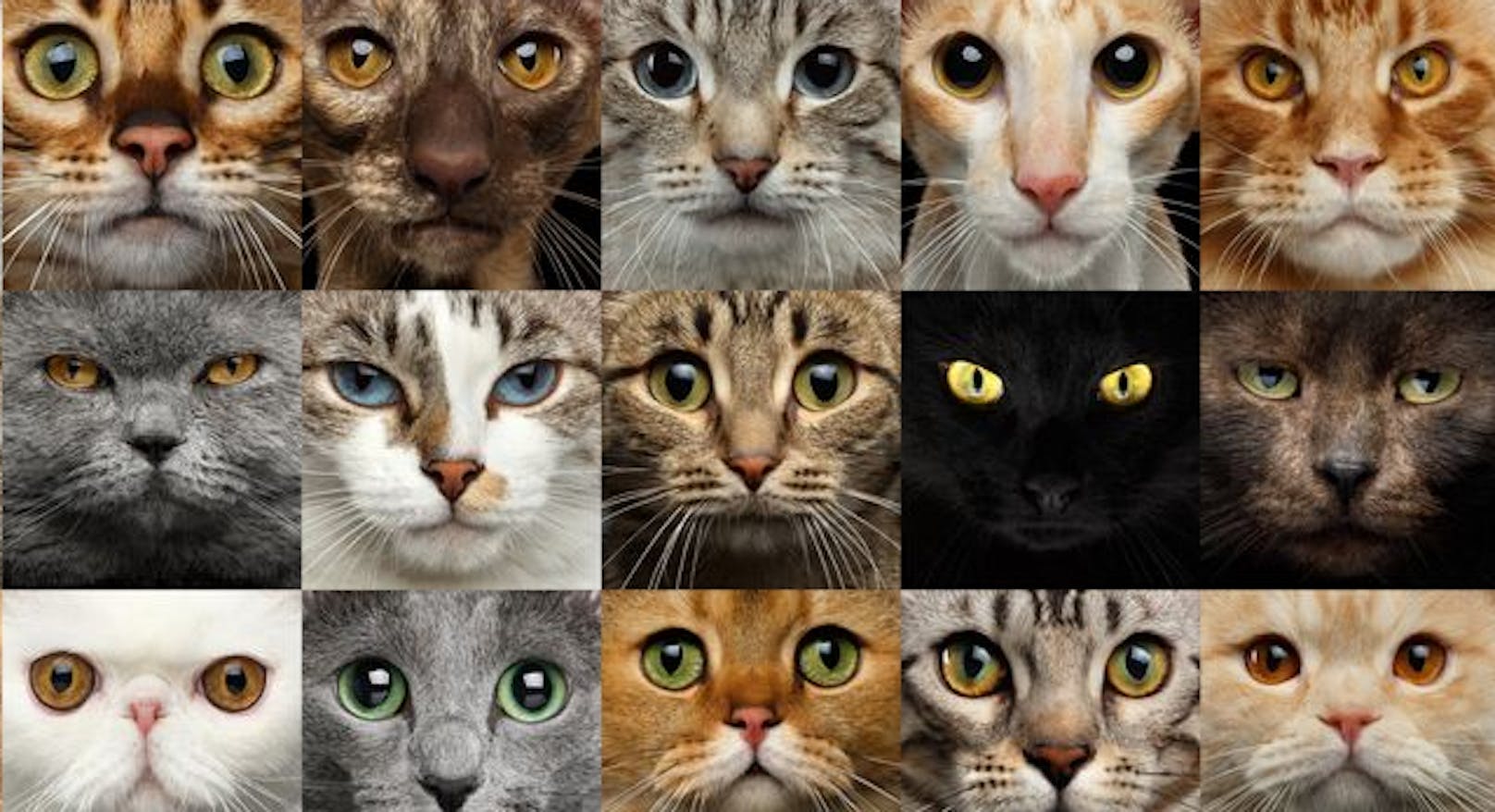 Katzen sind faszinierende Wesen - auch die nächsten 10 Fakten sprechen dafür.&nbsp;