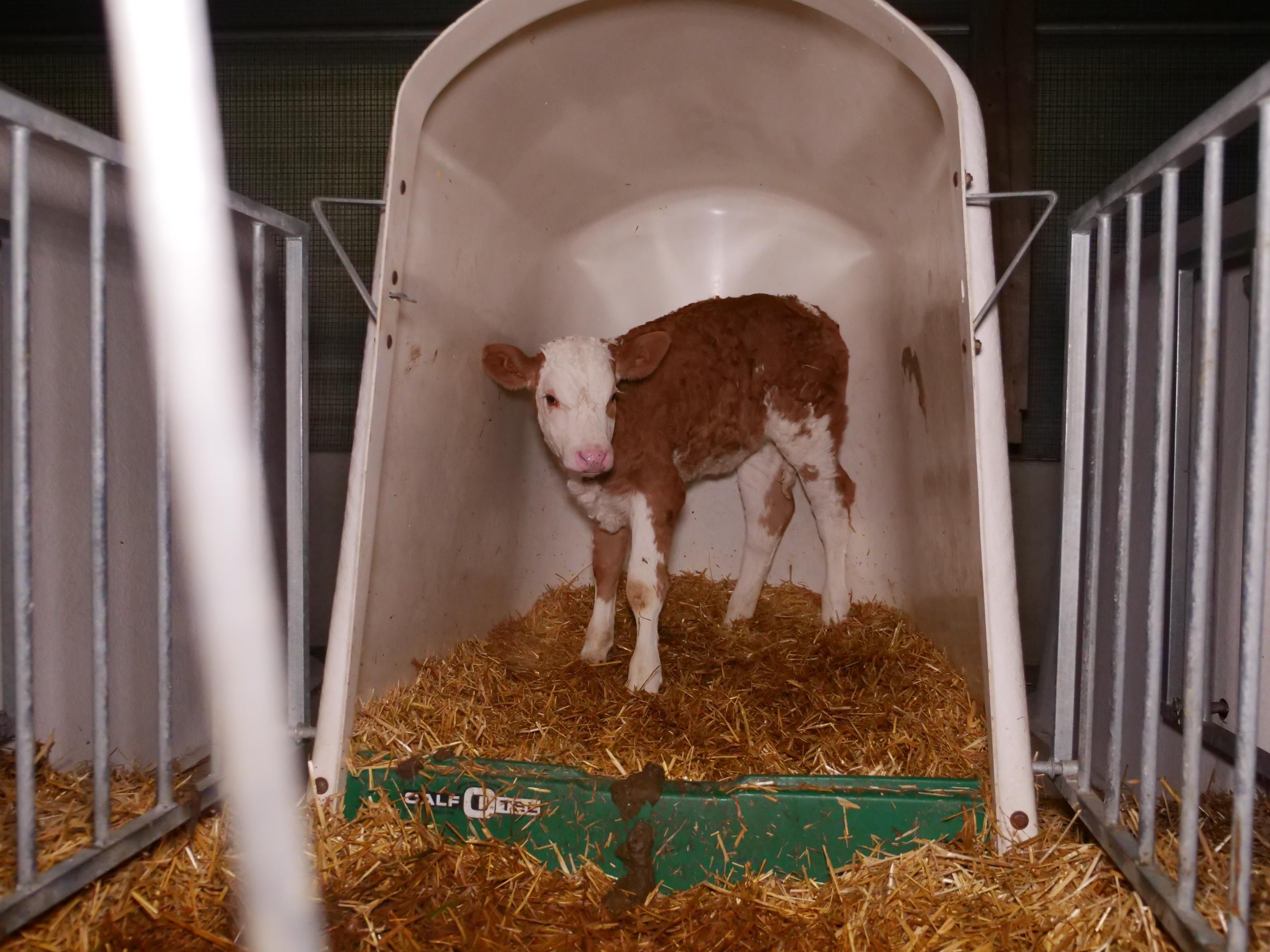 Bereits vor der achten Lebenswoche wird ein Kälbchen in sogenannte Iglus gepfercht - Auch in Österreich.&nbsp;