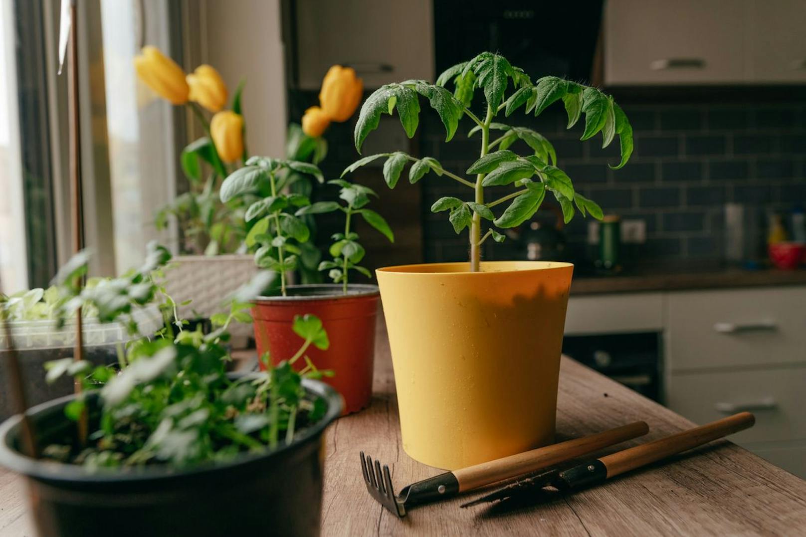 Tomaten sind keine typische Zimmerpflanze, doch die Stauden kannst du ruhig in deiner Küche florieren lassen. Dein Zimt-Mix steigert den Ertrag am besten, wenn du das Gewürz direkt auf den Stängel und die Erde streust. 