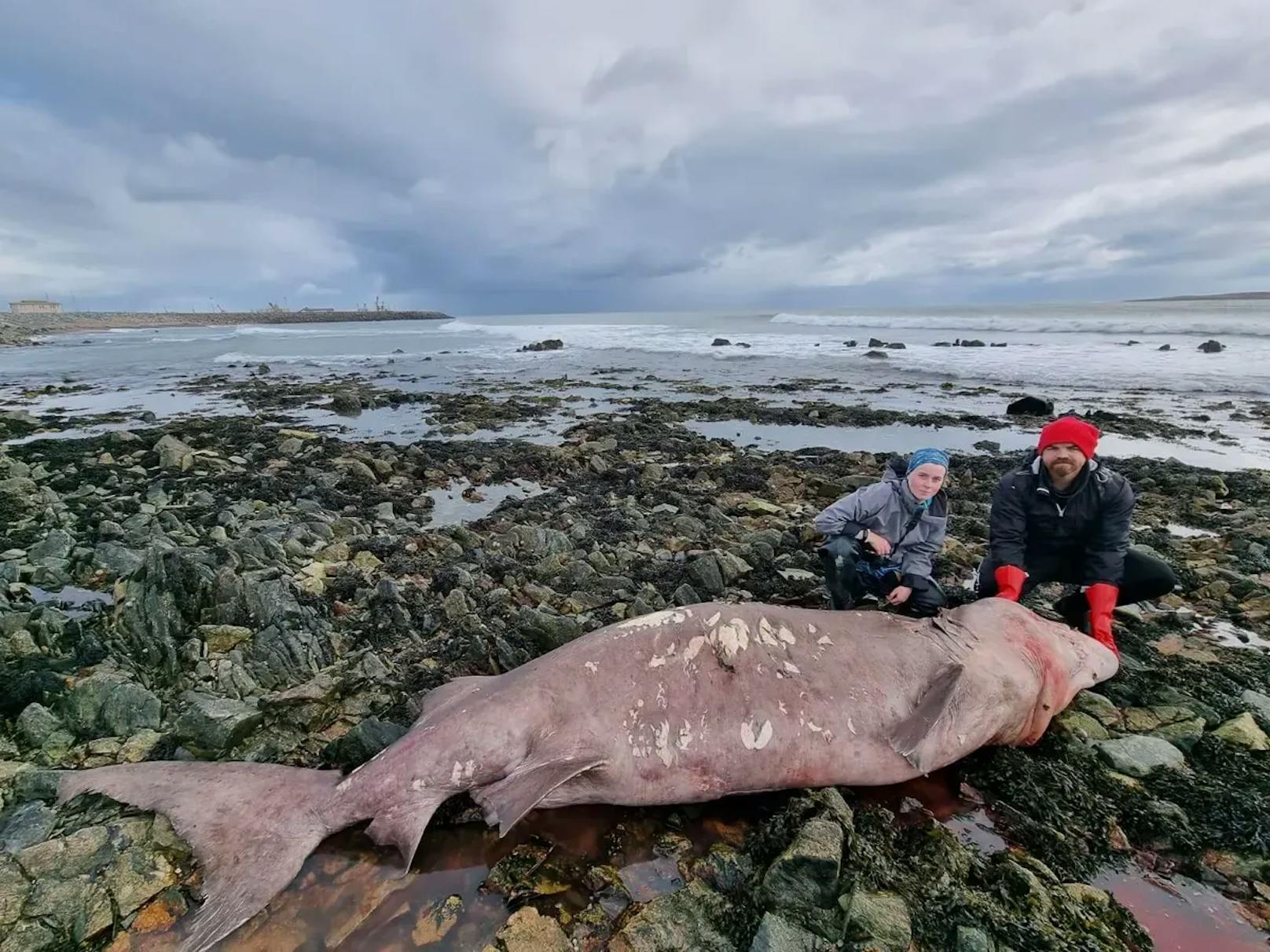 An der Küste der irischen Grafschaft Wexford wurde ein seltener Hai angespült. Von einem Schweizer Touristen gefunden, reisten mehrere Biologen (im Bild) schnellstmöglich an, um das Tier zu suchen.