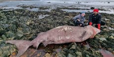 Tourist entdeckt Hai am Strand – ein Sensationsfund