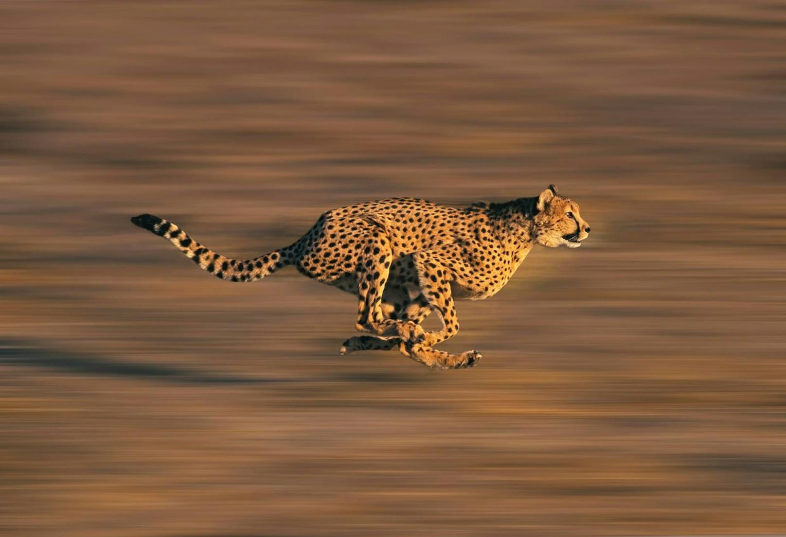 Hier ist die schnellste Großkatze der Welt: Der Gepard erreicht bis zu 120 km/h. 