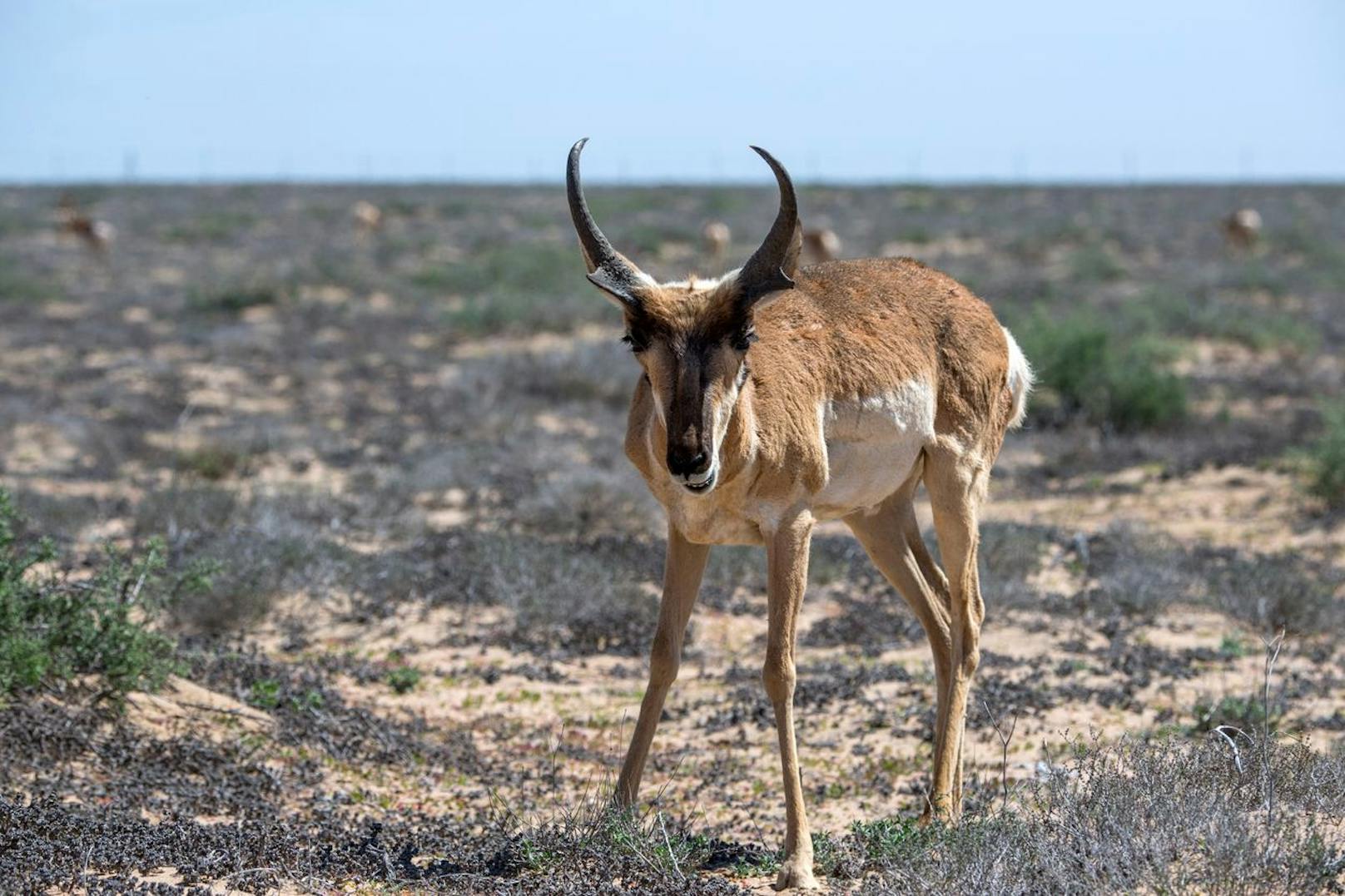 Ihm sieht man es auch nicht an, oder? Der Mexikanische Gabelbock erreicht eine Geschwindigkeit von 88 km/h. Damit ist er doppelt so schnell, wie seine natürlichen Feinde - Kojoten und Wölfe.