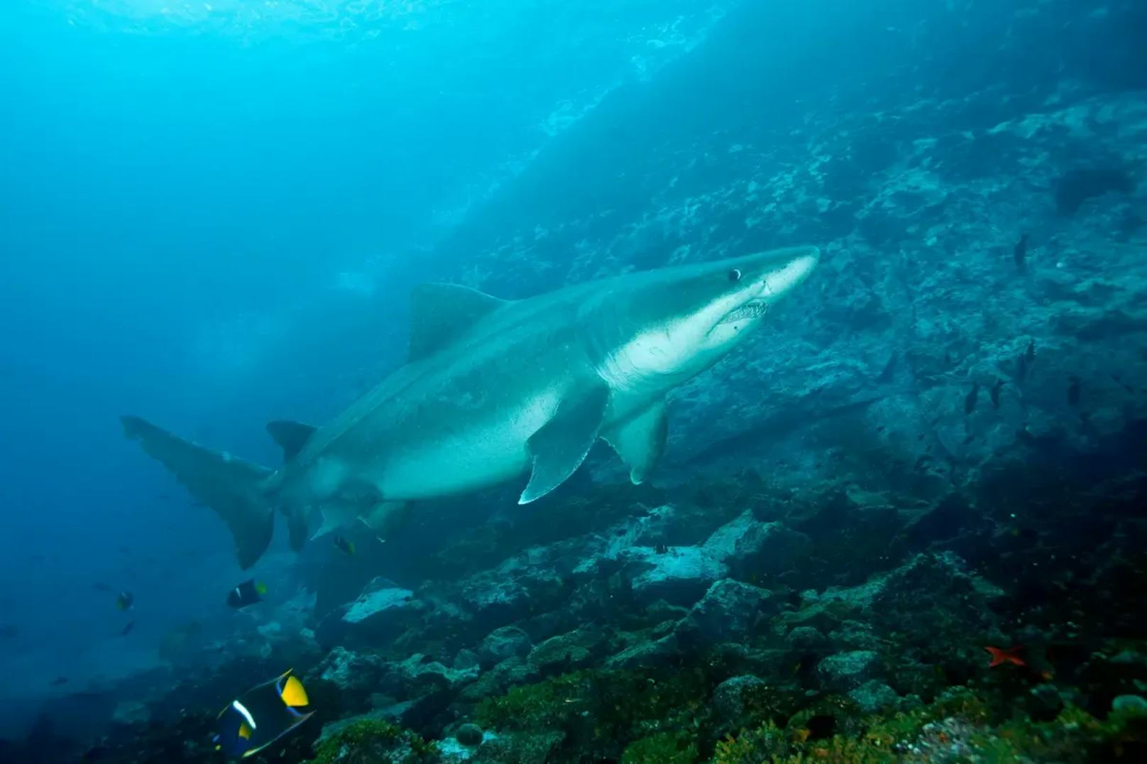Schildzahnhaie, auch Kleinzahn-Sandtigerhaie genannt, stellen keine Gefahr für den Menschen dar – Payne ist kein einziger Fall bekannt, in dem ein solcher Hai einen Menschen biss.