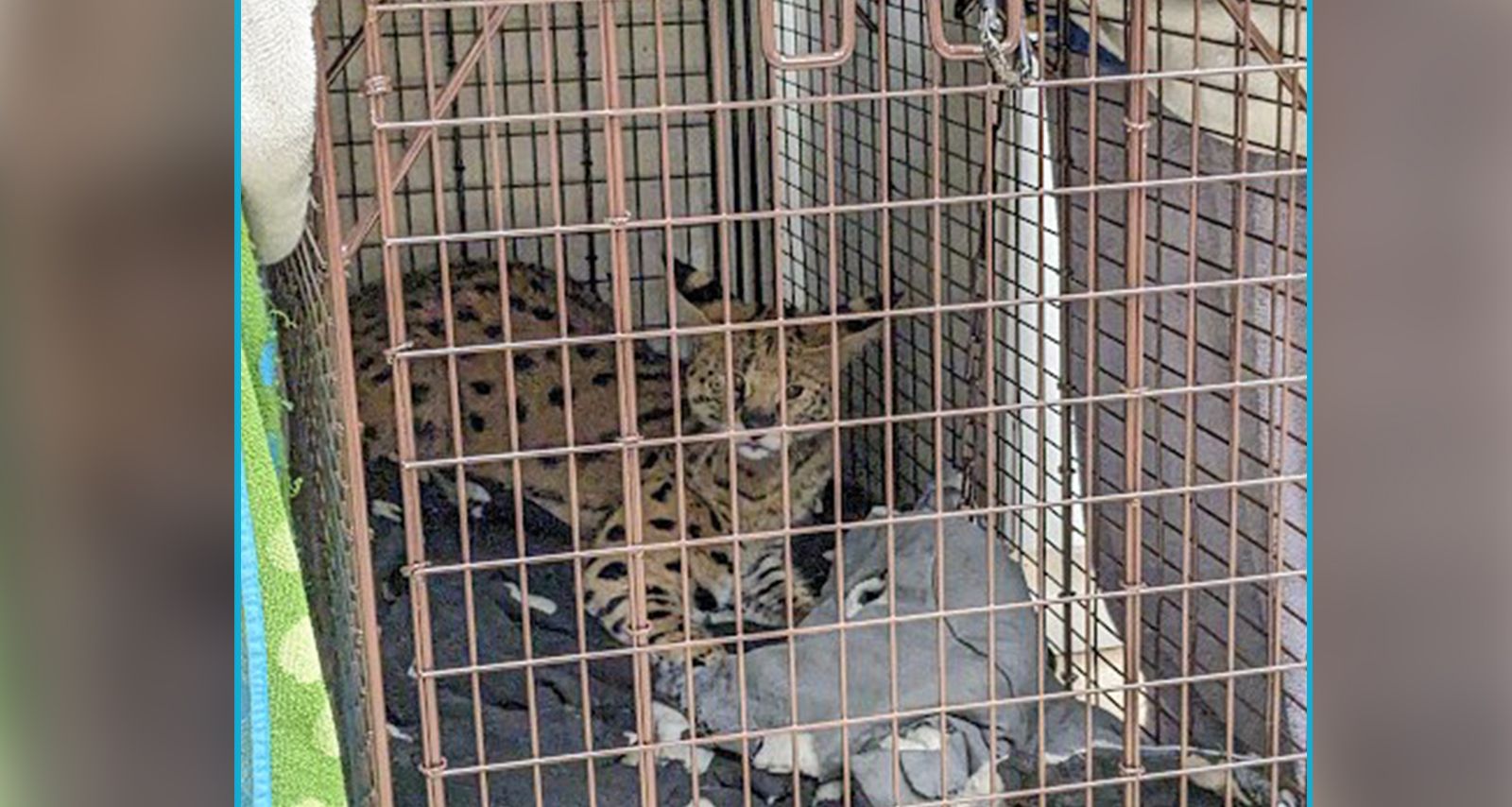 Der illegal gehaltene Serval wurde positiv auf Kokain getestet.