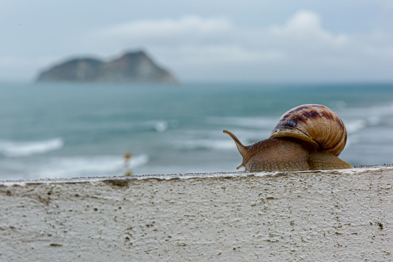 Okay, die Schnecke gehört wohl eher nicht zu den Schnellsten. 