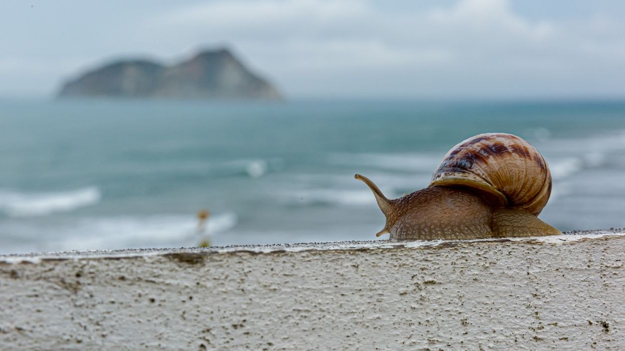 Okay, die Schnecke gehört wohl eher nicht zu den Schnellsten. 