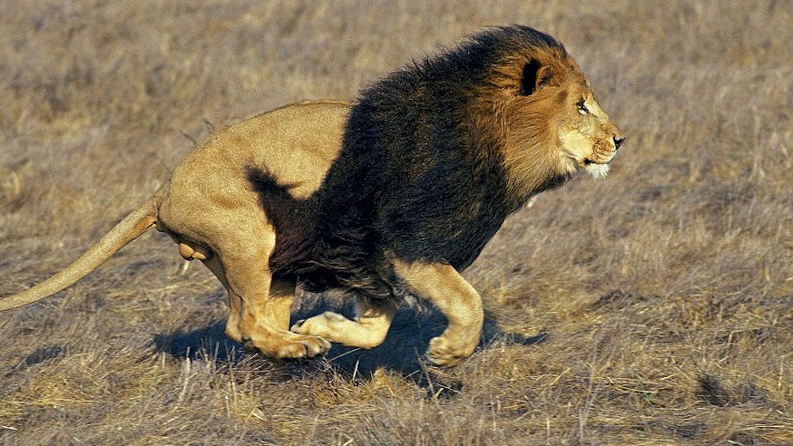 Er pflegte ihn 9 Jahre: Zoowärter von Löwe zerfleischt