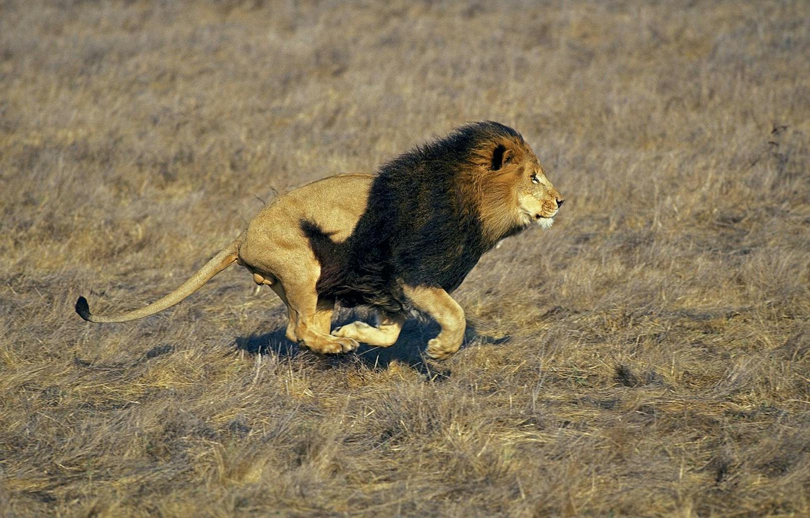 Wer hätt's gedacht? Ein Löwe kann bis zu 80 km/h erreichen und ist deshalb die zweitschnellste Raubkatze. 