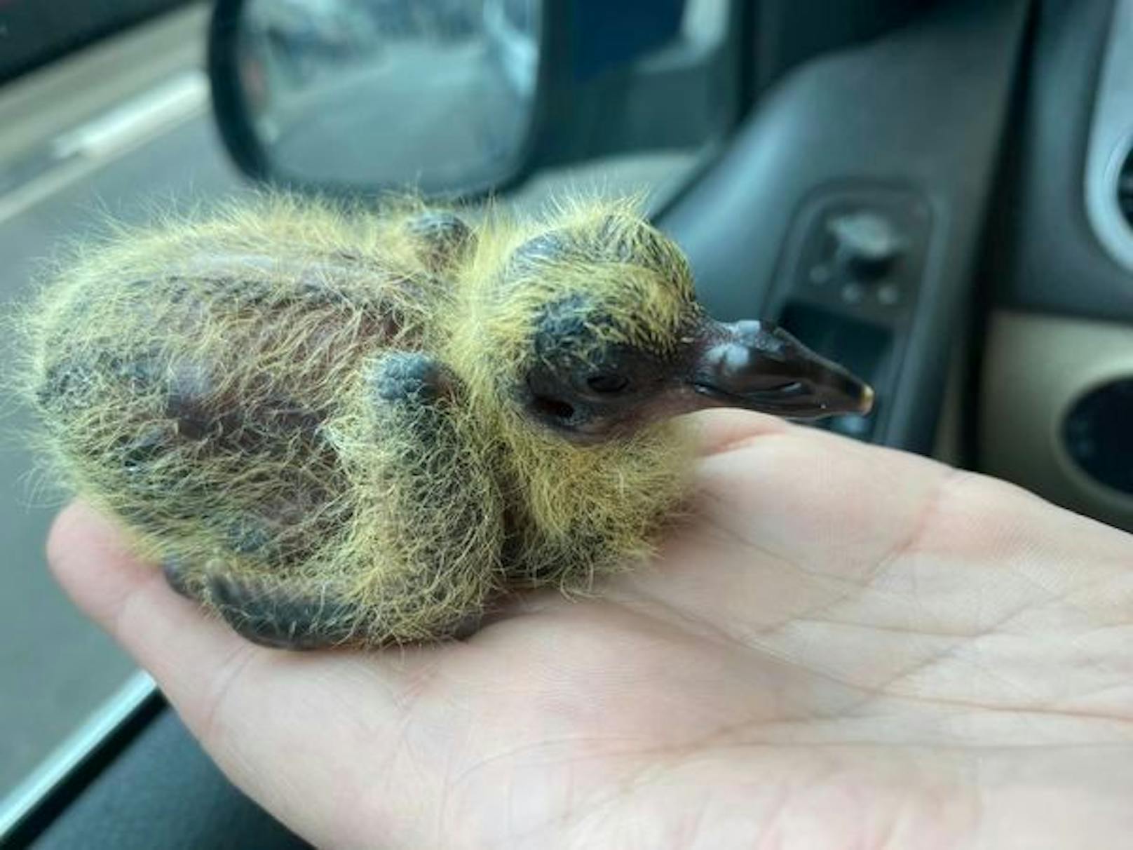 Die noch etwas zerzauste Baby-Taube wird bald zu einem stattlichen Vogel heranwachsen. 