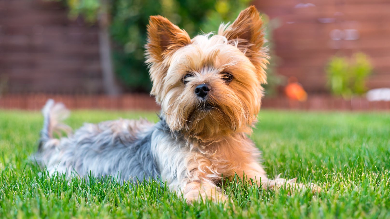 Eine Elfjährige verkaufte in Niederbayern einen Yorkshire Terrier an einen Fremden.