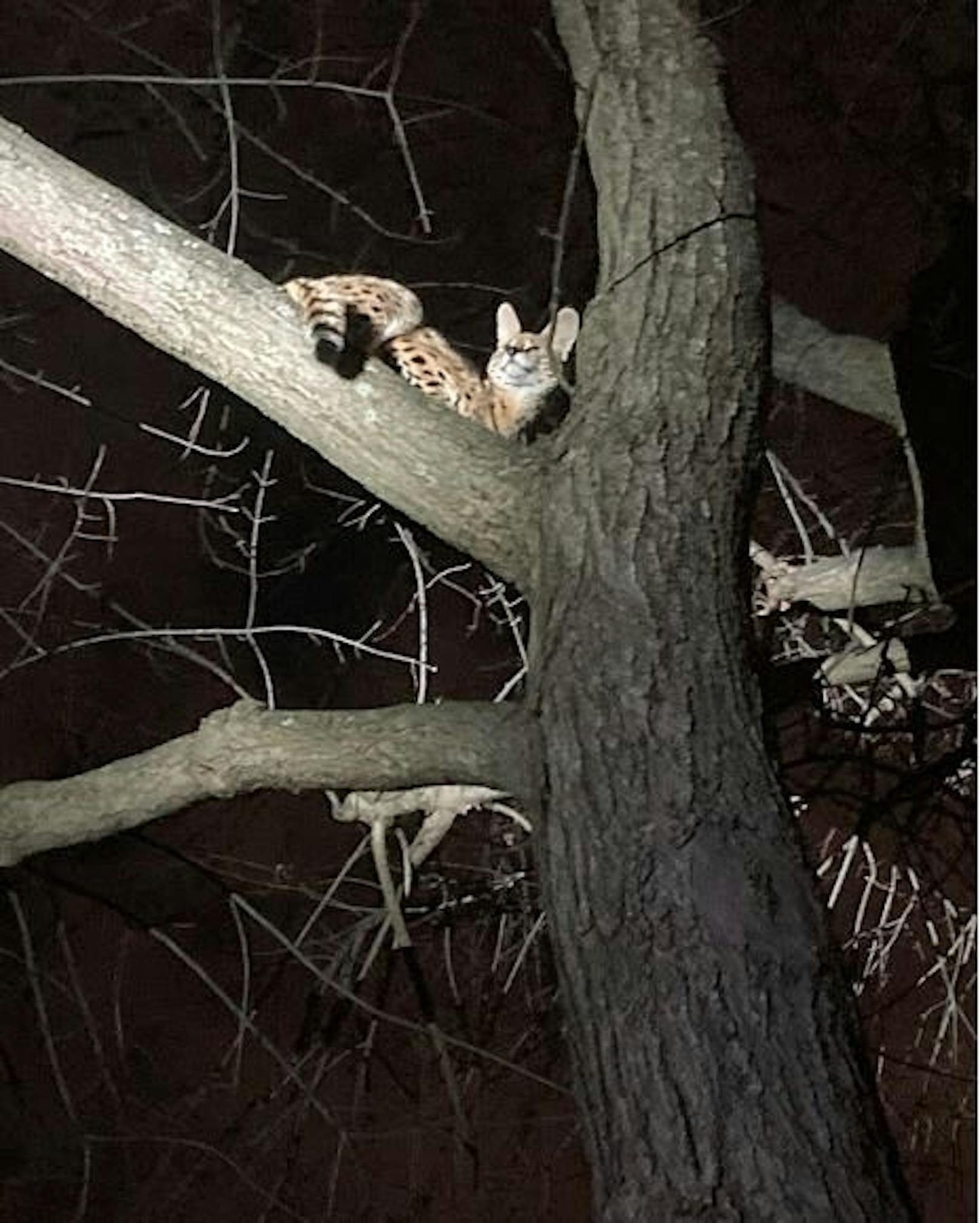 Die Wildkatze, ein Serval nutzte ein offenes Autofenster während einer Vekehrskontrolle und kletterte auf den nächsten Baum.