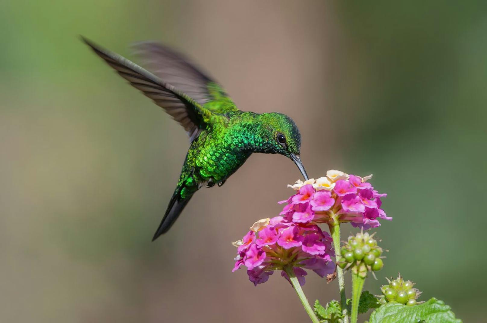Kolibris schweben richtig in der Luft, weil sie so schnell mit den Flügeln schlagen können. Doch auch Entfernungen legen sie mit 96 km/h spielend zurück. 
