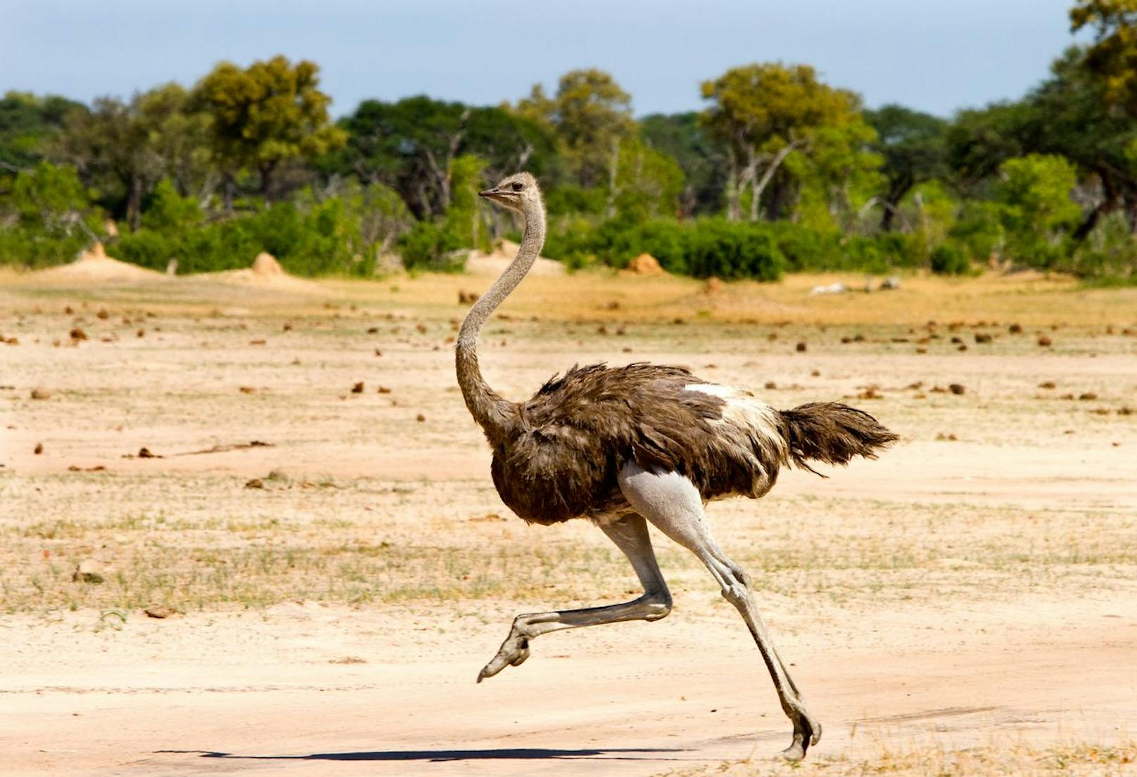 Bis zu 96 Stundenkilometer läuft der Riesenvogel Strauß. Außerdem sieht er fantastisch und über mehrere Kilometer hinweg. 