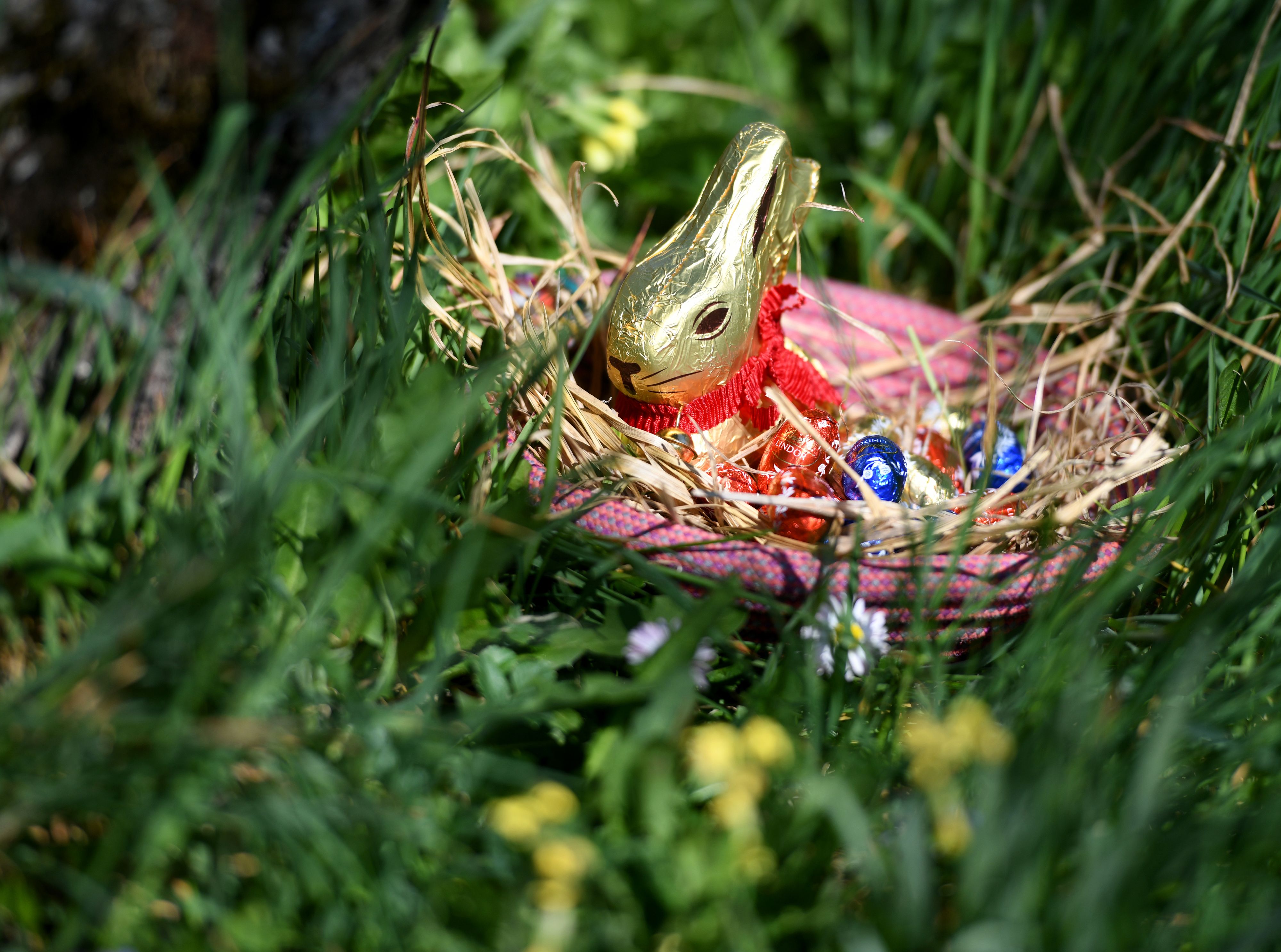 Die Lindt-Goldhasen-Suche ist zurück.