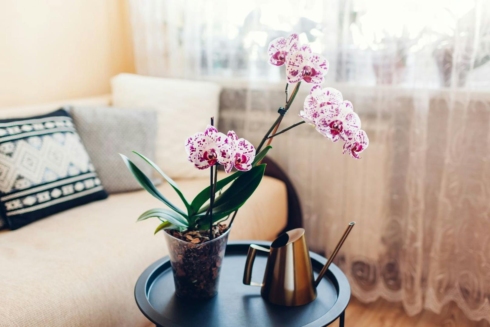 Orchideen können nur überleben, wenn sie von viel Feuchtigkeit umgeben sind. Ein wenig vom Gewürz sorgt dafür, dass der Wachstum der Wurzeln gefördert wird. 