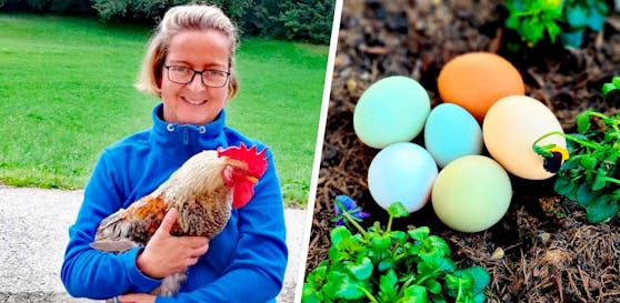 Farbenfroh: Manche der 26 Hühner von Ursula Thaller legen ganzjährig blaue oder grüne Eier.