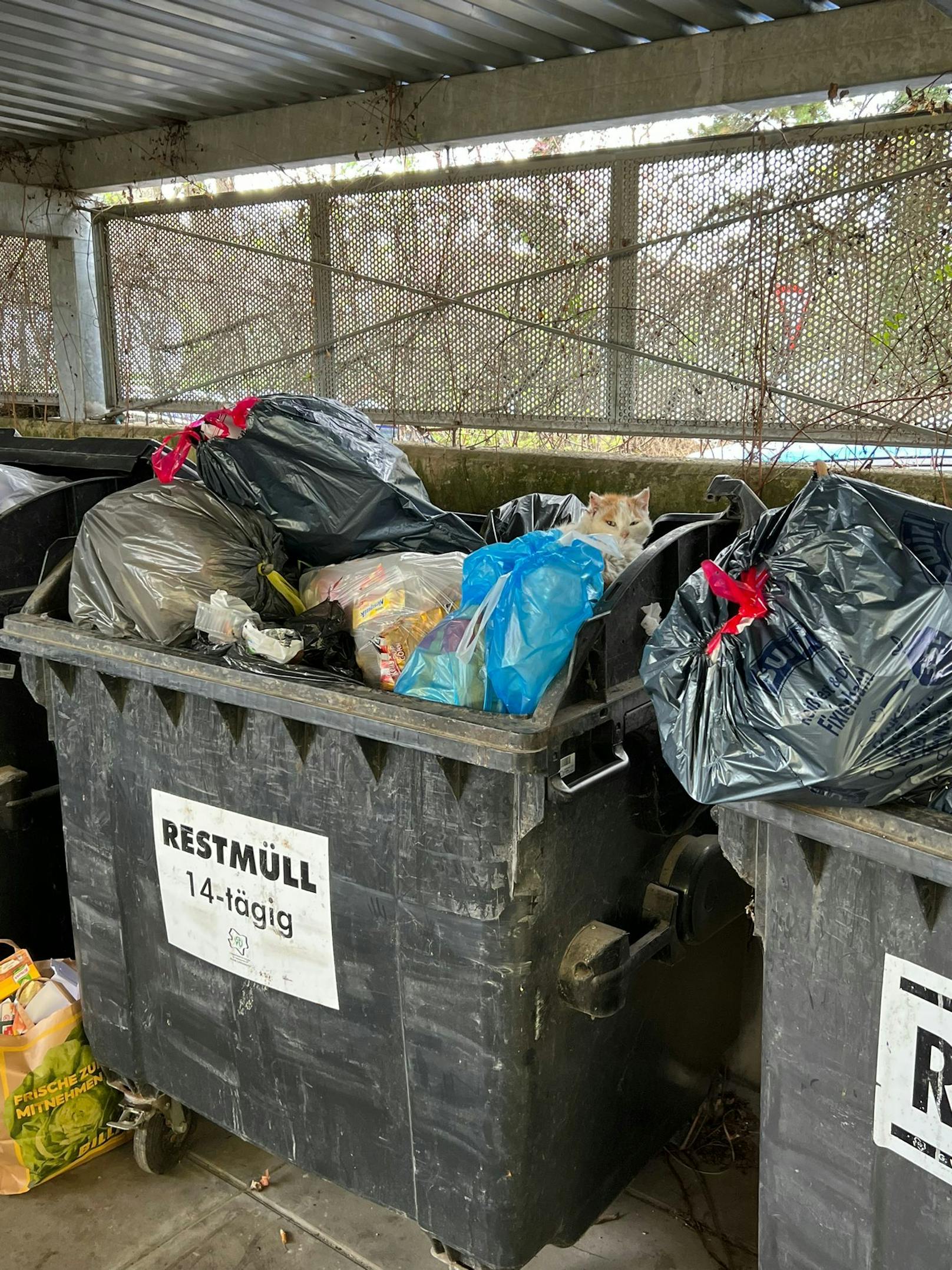 Mittlerweile wohnen sogar schon Tiere in den Mülleimern. 