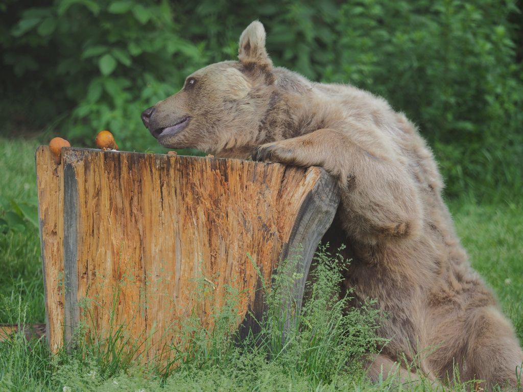 Ältester Bewohner tot: Große Trauer um Bär "Tom"