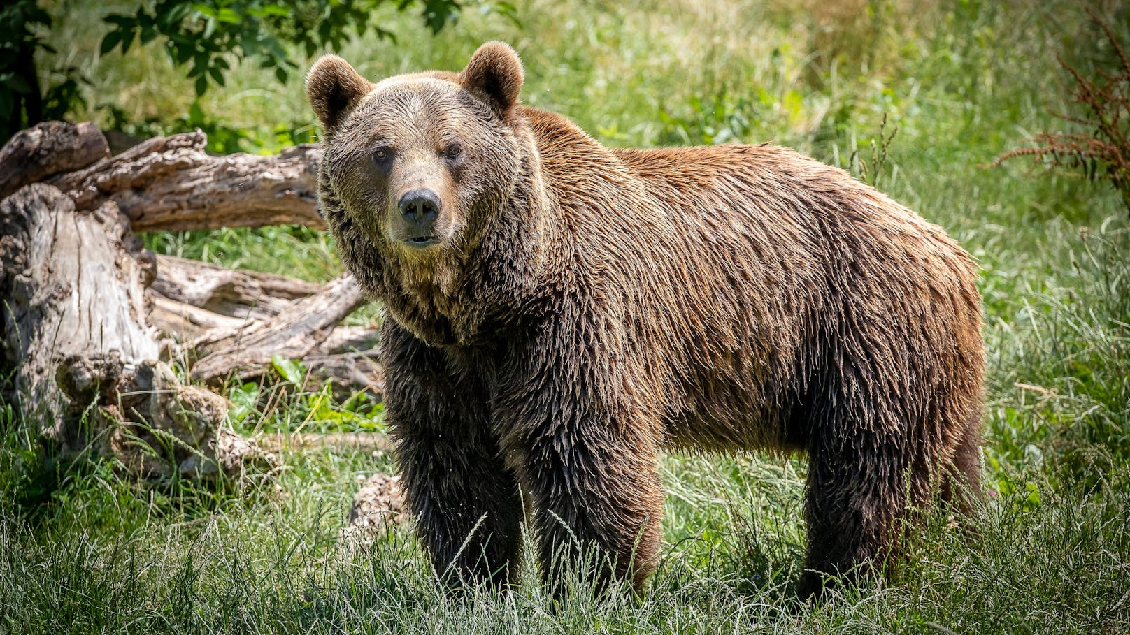 In Italien ist eine hitzige Debatte um das Zusammenleben von Bär und Mensch entbrannt. (Symbolbild)