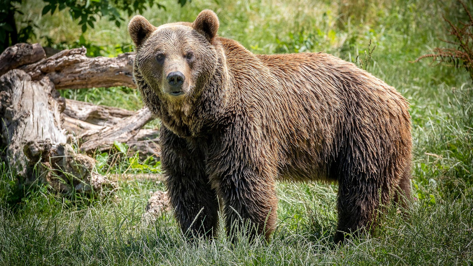 In Südtirol wurde ein Jogger von einem Bären getötet. (Symbolbild)