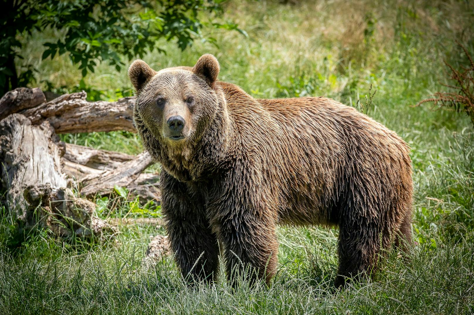 In Italien soll ein Jogger von einem Bären getötet worden sein. (Symbolbild)