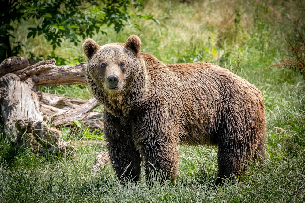 In Italien soll ein Jogger von einem Bären getötet worden sein. (Symbolbild)