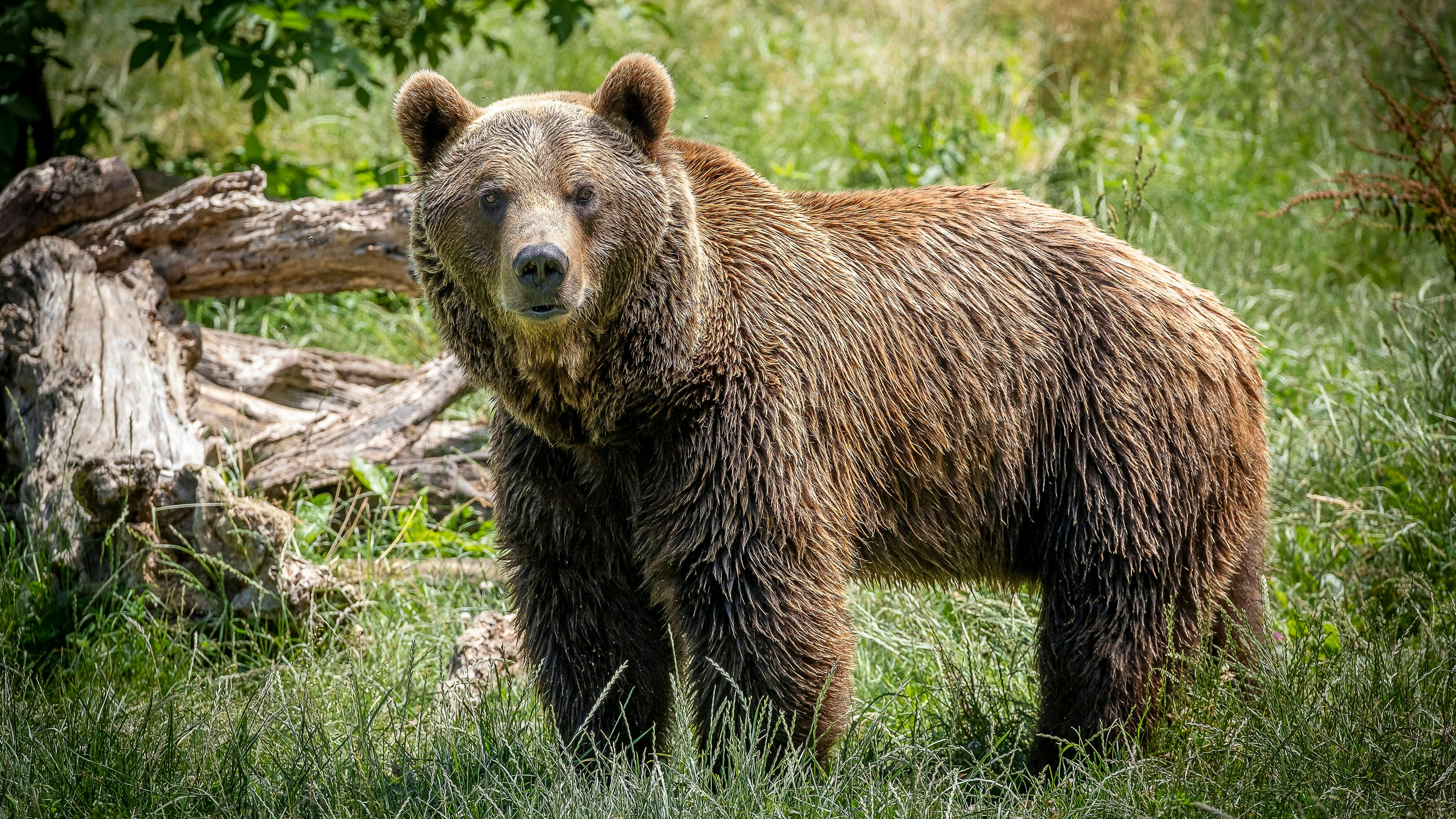In Italien soll ein Jogger von einem Bären getötet worden sein. (Symbolbild)